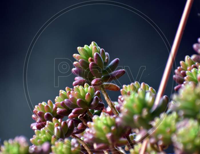 Green Plant In Flower Pot At Home. Selective Focus On Subject, Background Blur