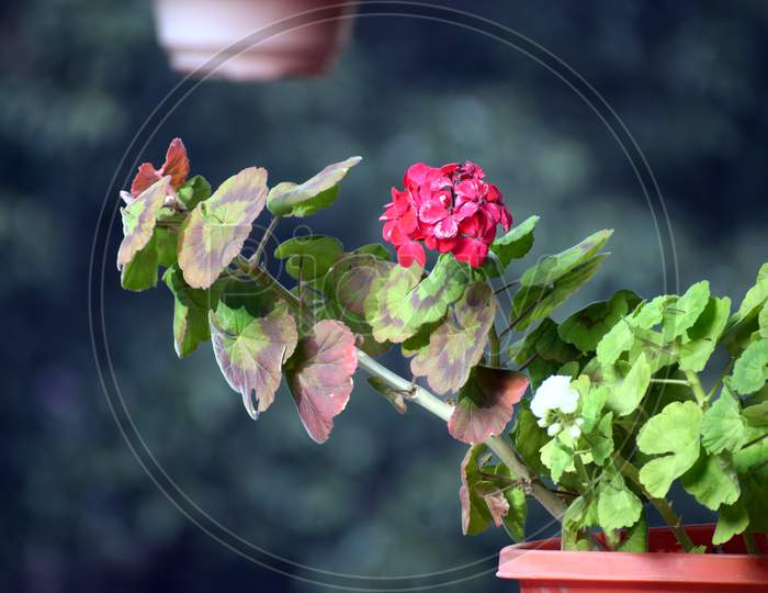 Close Up Picture Of Red Flower On Flower Pot At Home. Selective Focus On Subject, Background Blur