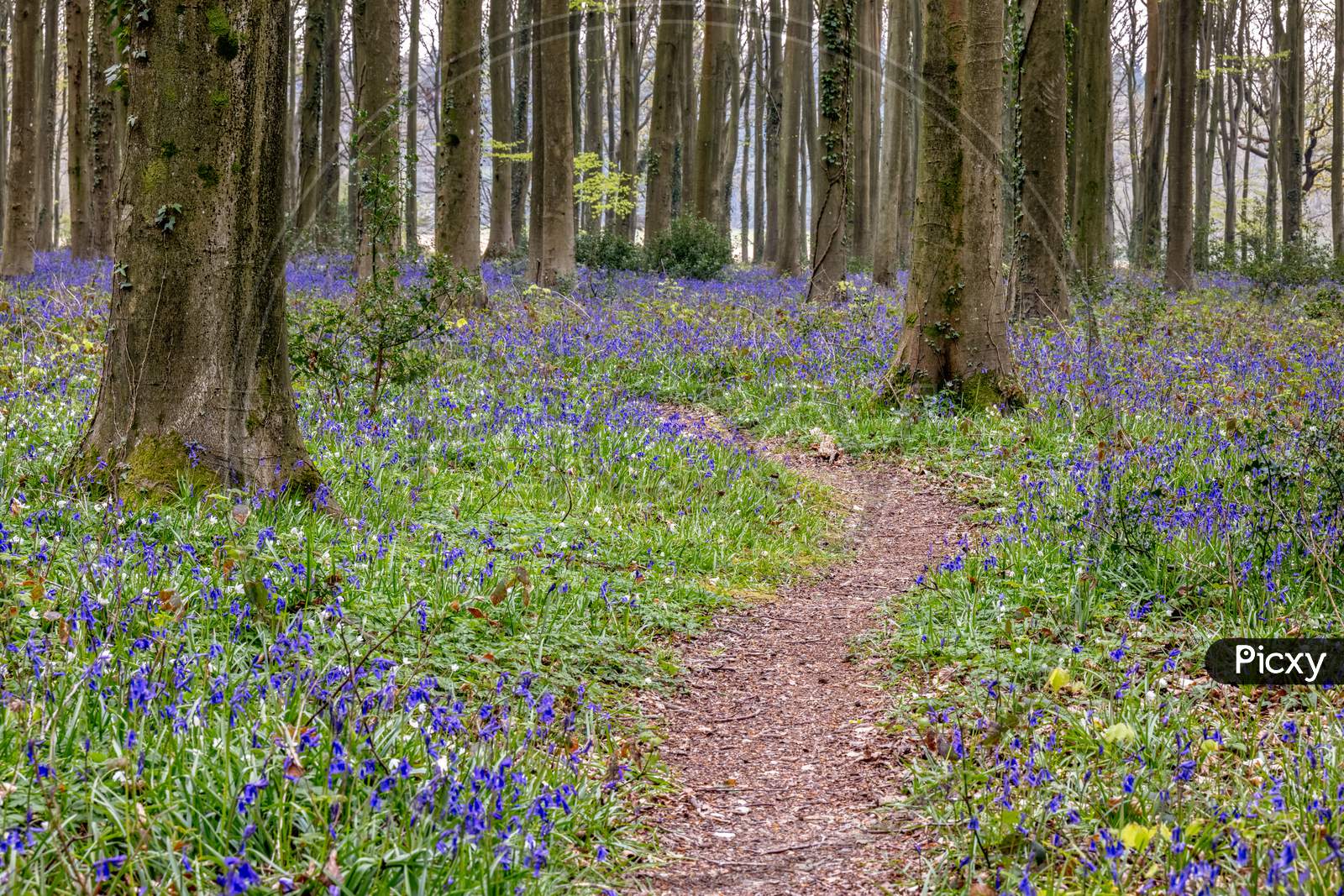View Of The Bluebells Emerging In Wepham Wood