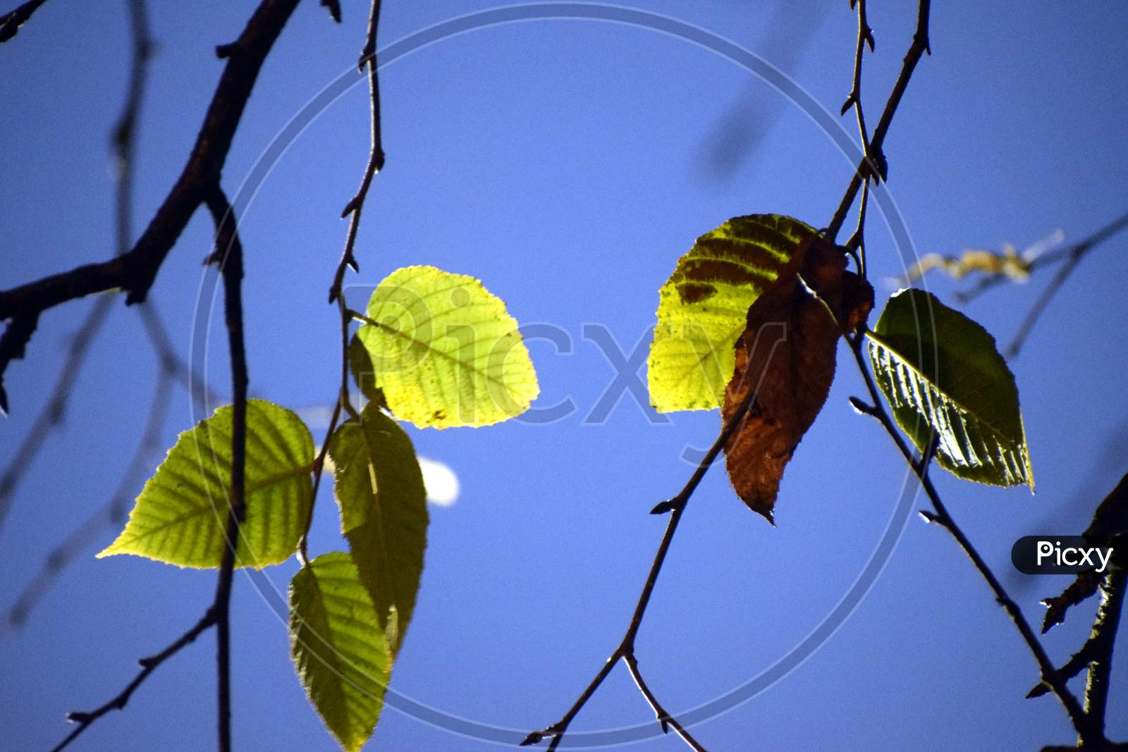 Beautiful Picture Of Green Leaf And Tree Branch. Blue Sky In Background. Selective Focus On Subject