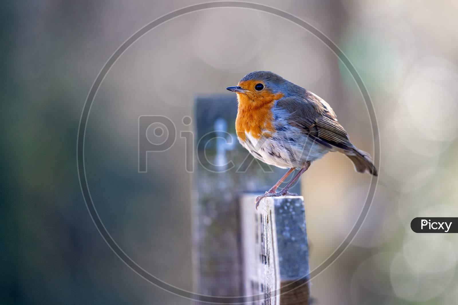 Close-Up Of An Alert Robin Standing On A Wooden Signpost
