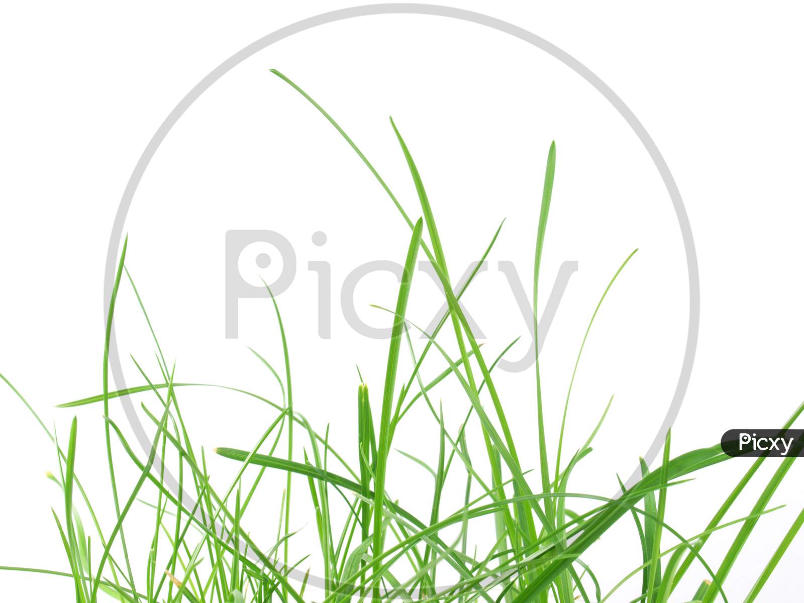 Green Grass Meadow