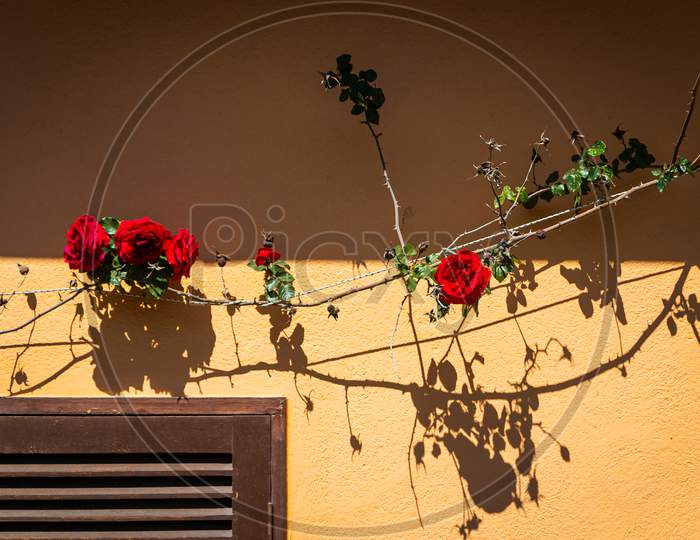 Close-Up Of Living Red Roses Growing In The Form Of A Vine On The Asada Of A Residential Building Under The Bright Summer Sun