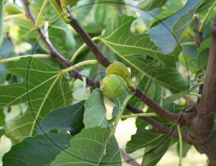 Fig Tree Leaf