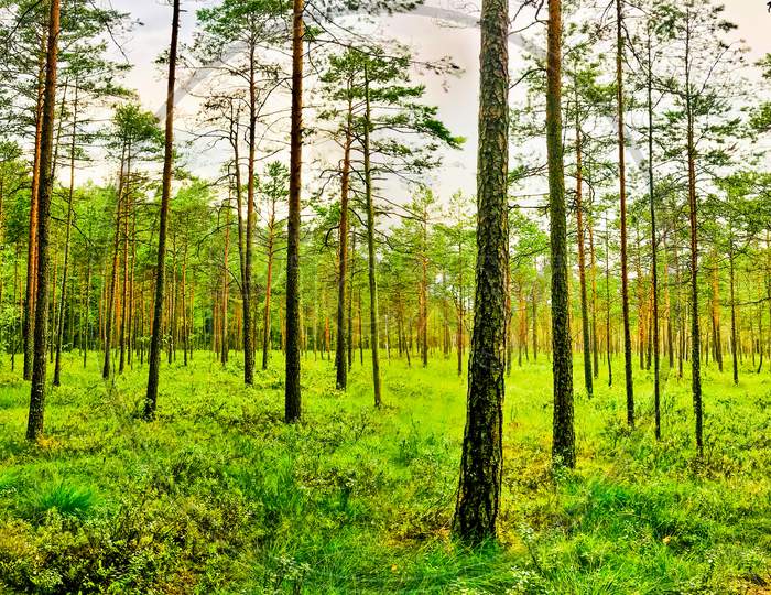Beautiful Mixed Pine And Deciduous Forest Trees In Summer, Lithuania Countryside Pristine Protected Nature, Baltics, Europe