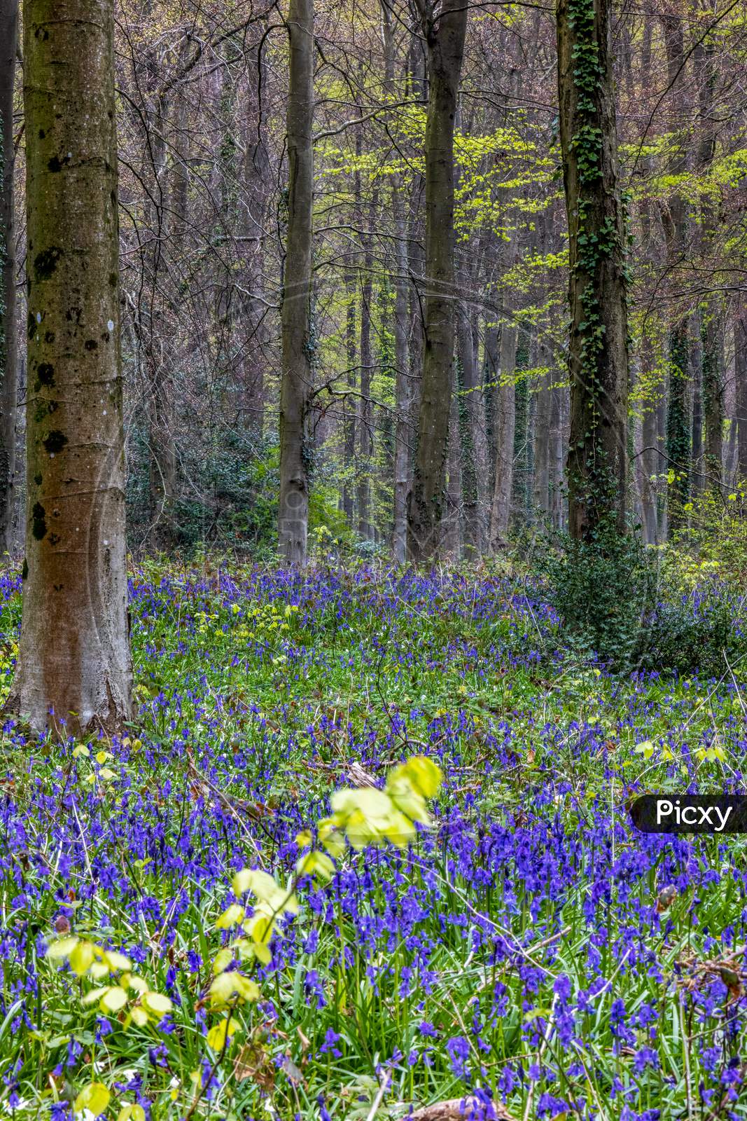 View Of The Bluebells Emerging In Wepham Wood