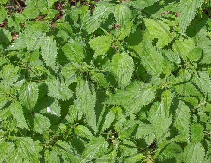 Stinging Nettle Plant (Urtica Dioica)