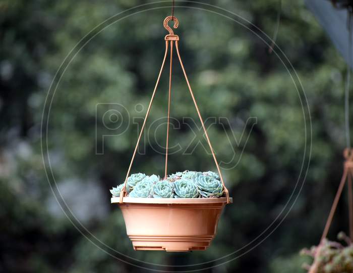 Close Up Picture Of Flower Pot At Home. Selective Focus On Subject, Background Blur
