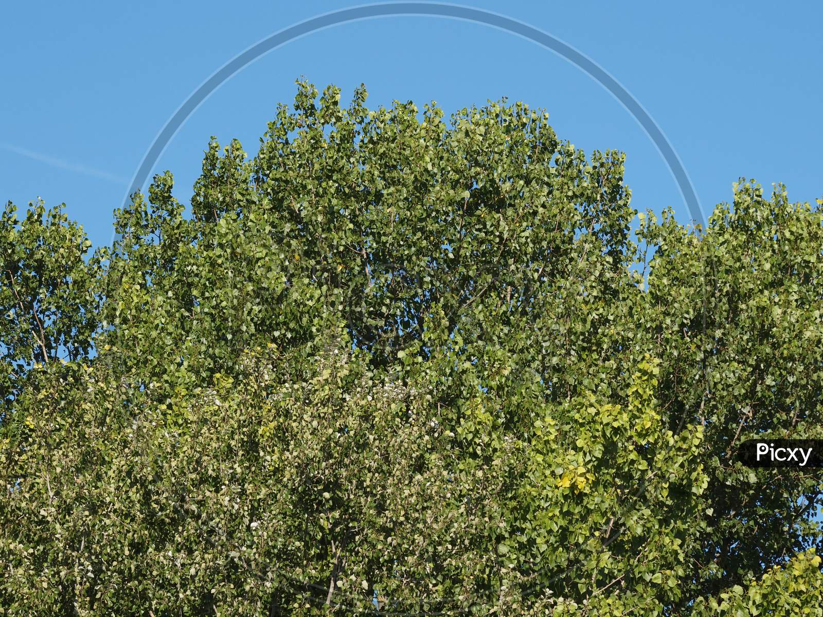Poplar (Populus) Tree Over Blue Sky