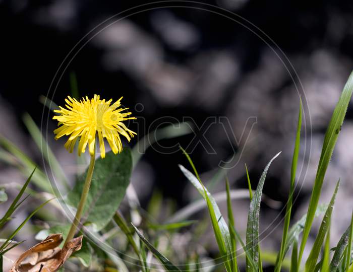Close-Up Of A Single Dandelion (Taraxacum) In The Spring Sunshine