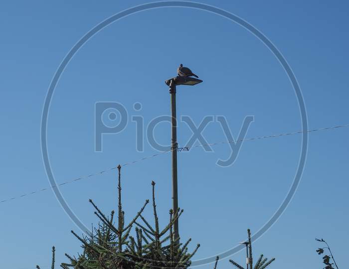 Wood Pigeon Bird Animal On Light Pole