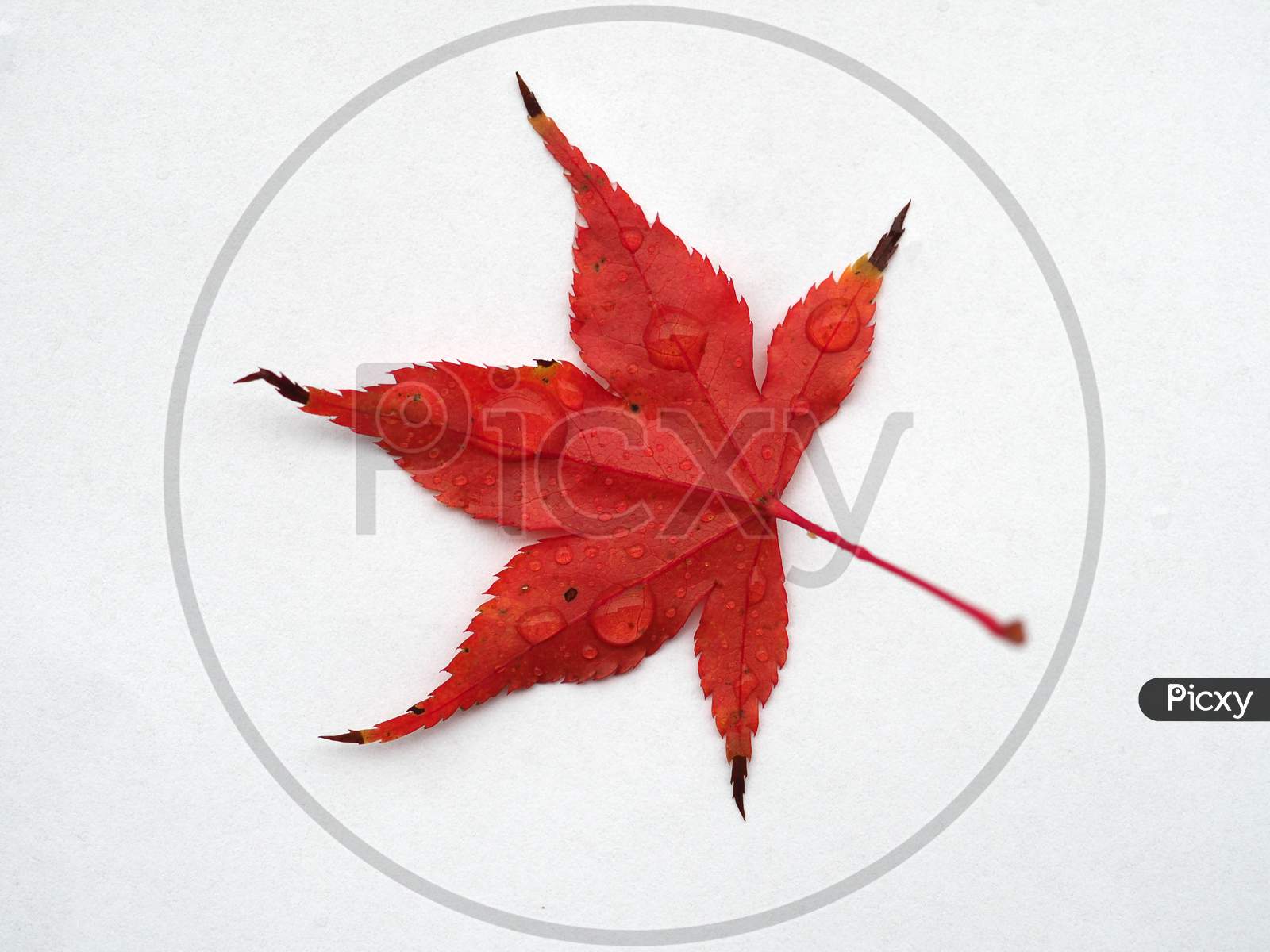Maple Acer Tree Leaf