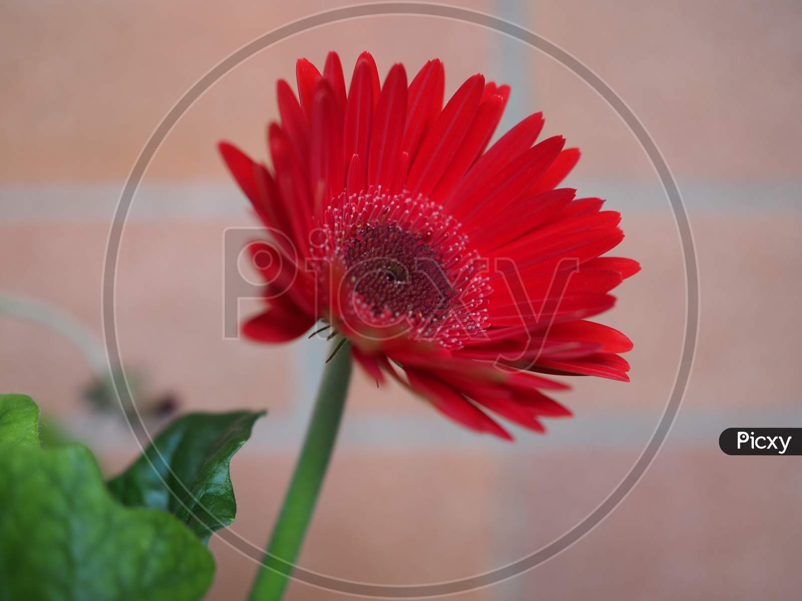 Red Gerbera Daisy Flower