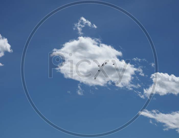 Cumulus Cloud With Birds