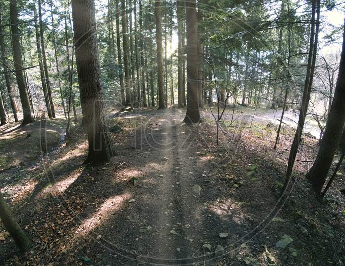 Limanowa, Poland: Wide Angle Shot Of Dirt Pathway Road For Trekking Or Hiking To The Mountains In The Forest Surrounded With Tall Trees, Bright Sun Rays Penetrate Tree Trunk