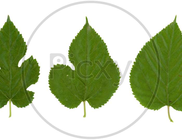 White Mulberry Tree (Morus Alba) Leaf Isolated Over White