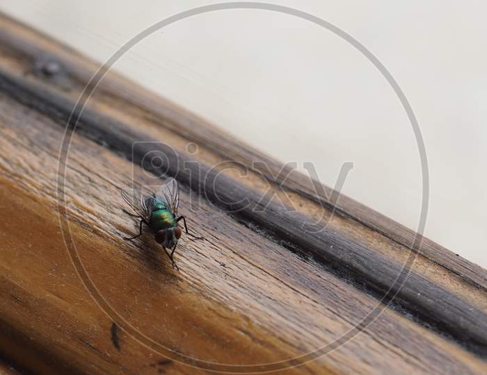 Fly (Order Diptera) Insect Animal