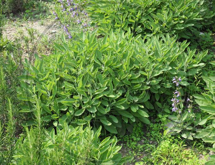 Sage Plant (Salvia Officinalis)