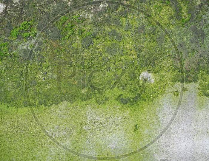 Weathered Concrete Wall With Green Moss Background