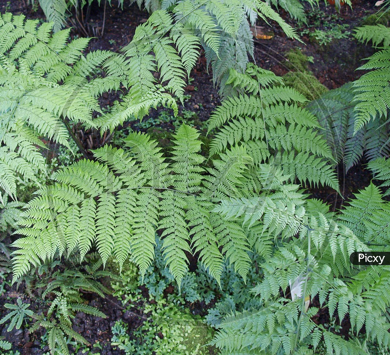 Fern Plant (Leptosporangiate) Leaves