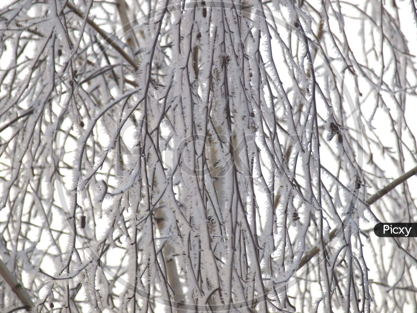 Frozen Snow On Tree
