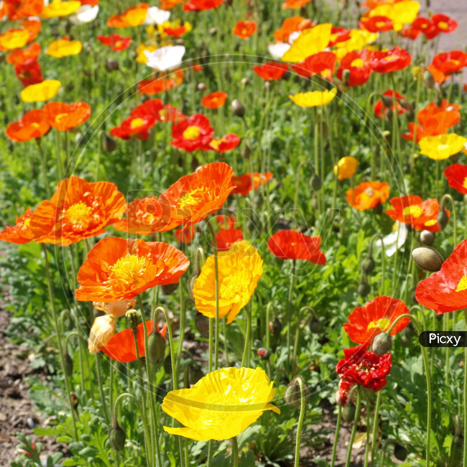 Papaver Plant (Papaveraceae) Red And Yellow Flower