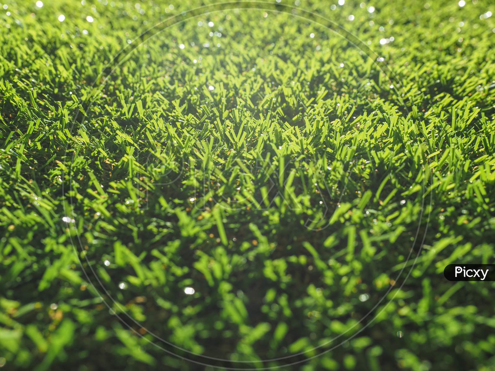 Artificial Grass Texture