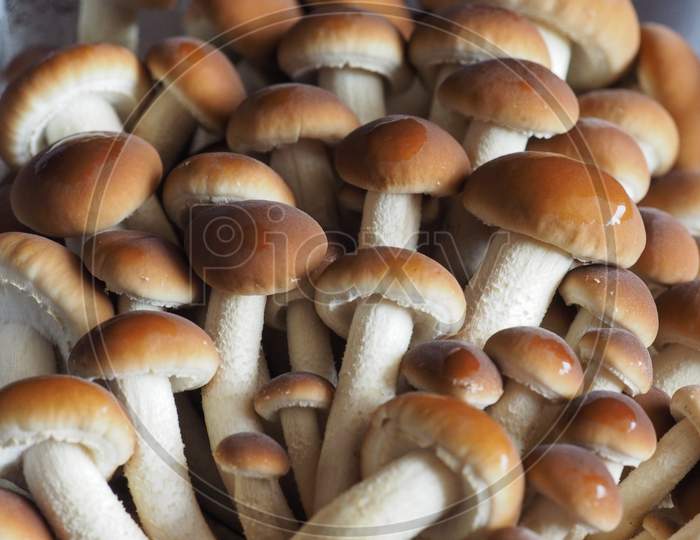 Poplar Mushrooms Aka Velvet Pioppini Mushroom Food