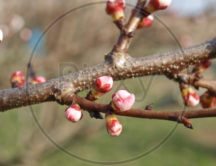 Peach Tree Flower
