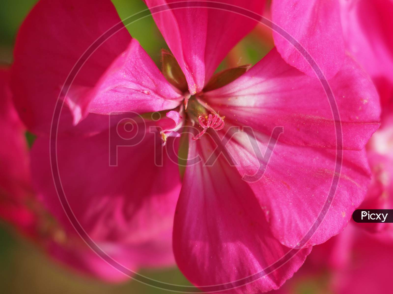 Geranium Plant (Geraniales) Pink Flower