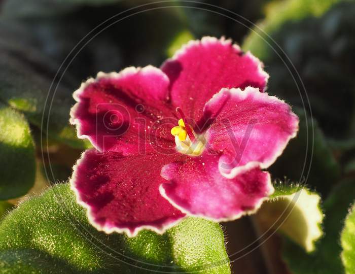 Pink Saintpaulia Flower