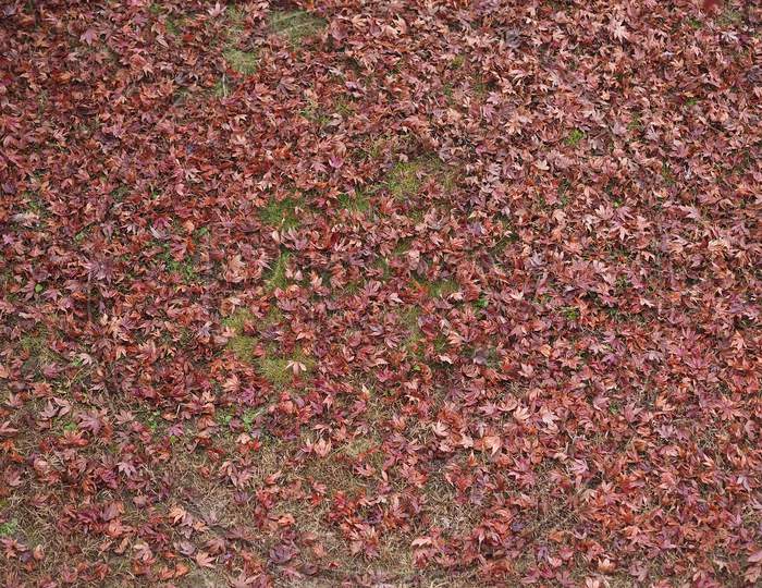 Fallen Leaves In Autumn Background