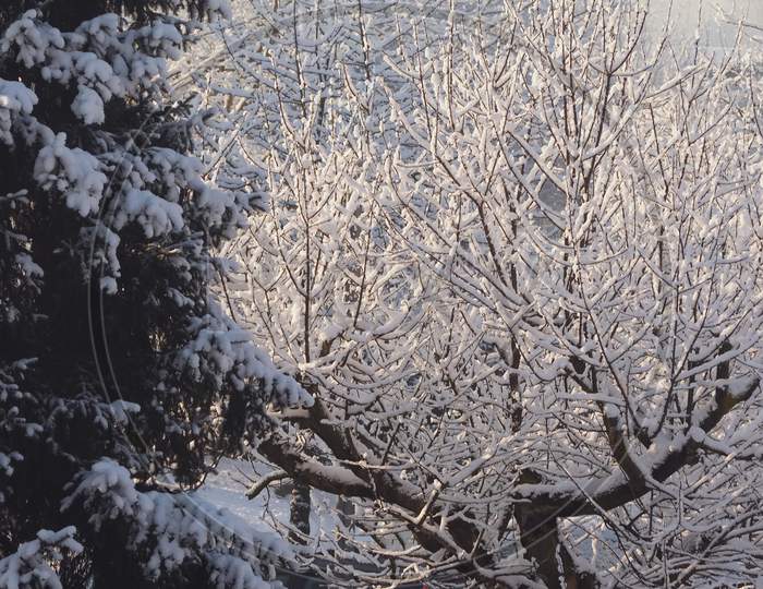 Winter Scene With Snow