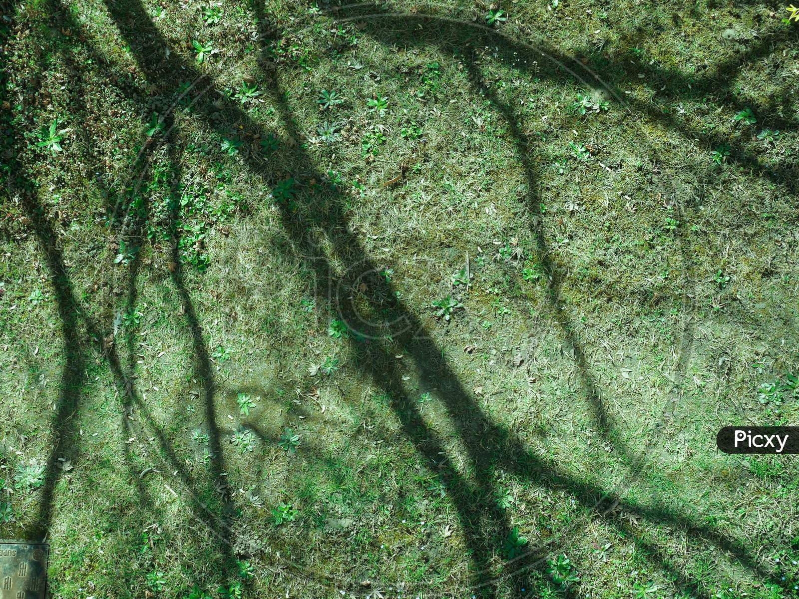 Tree Shadow On Grass