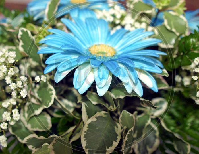 Common Daisy Plant (Bellis Perennis) Blue Flower