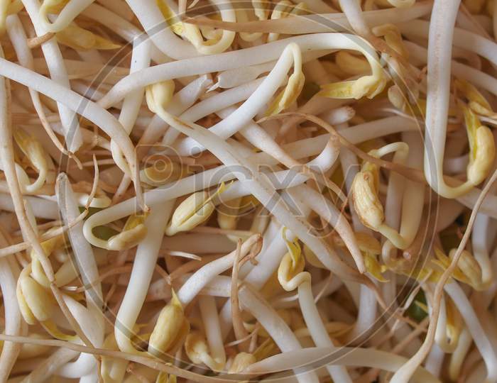 Mung Bean Sprouts Vegetables