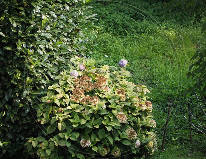 Hortensia Plant (Hydrangea)