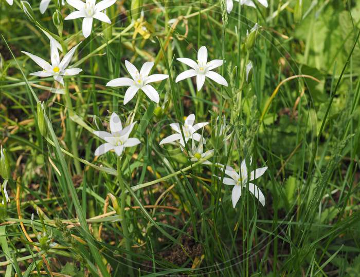 White Star Of Bethlehem Flower