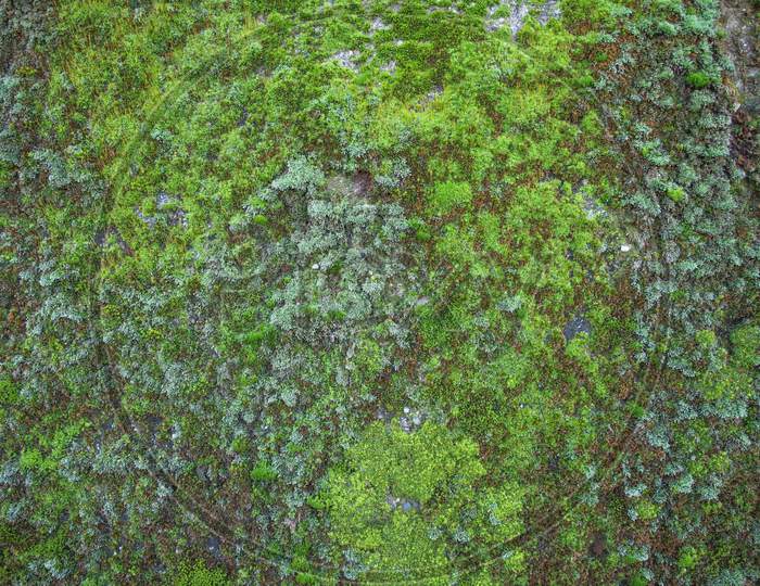 Green Moss Texture Background