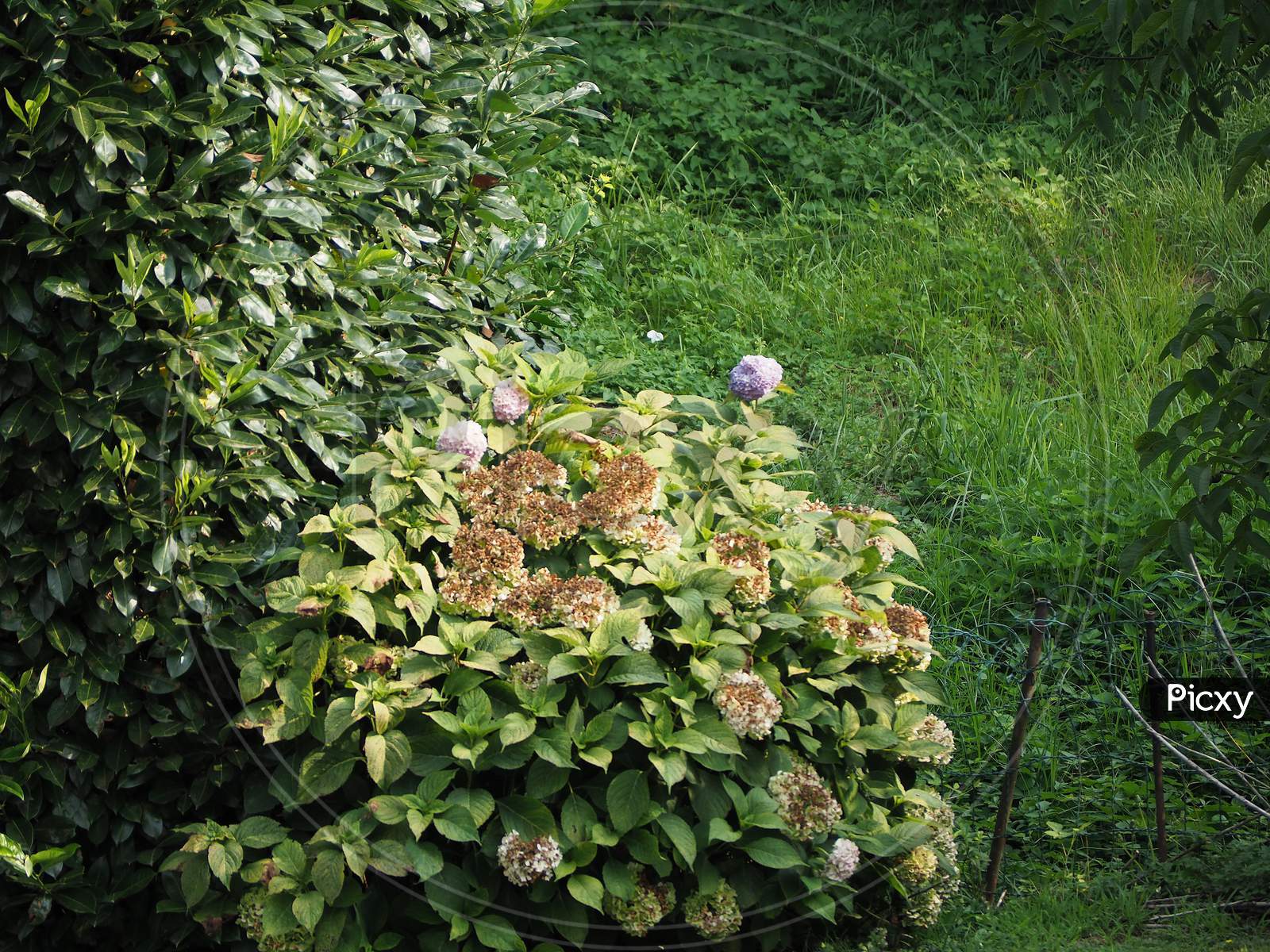 Hortensia Plant (Hydrangea)