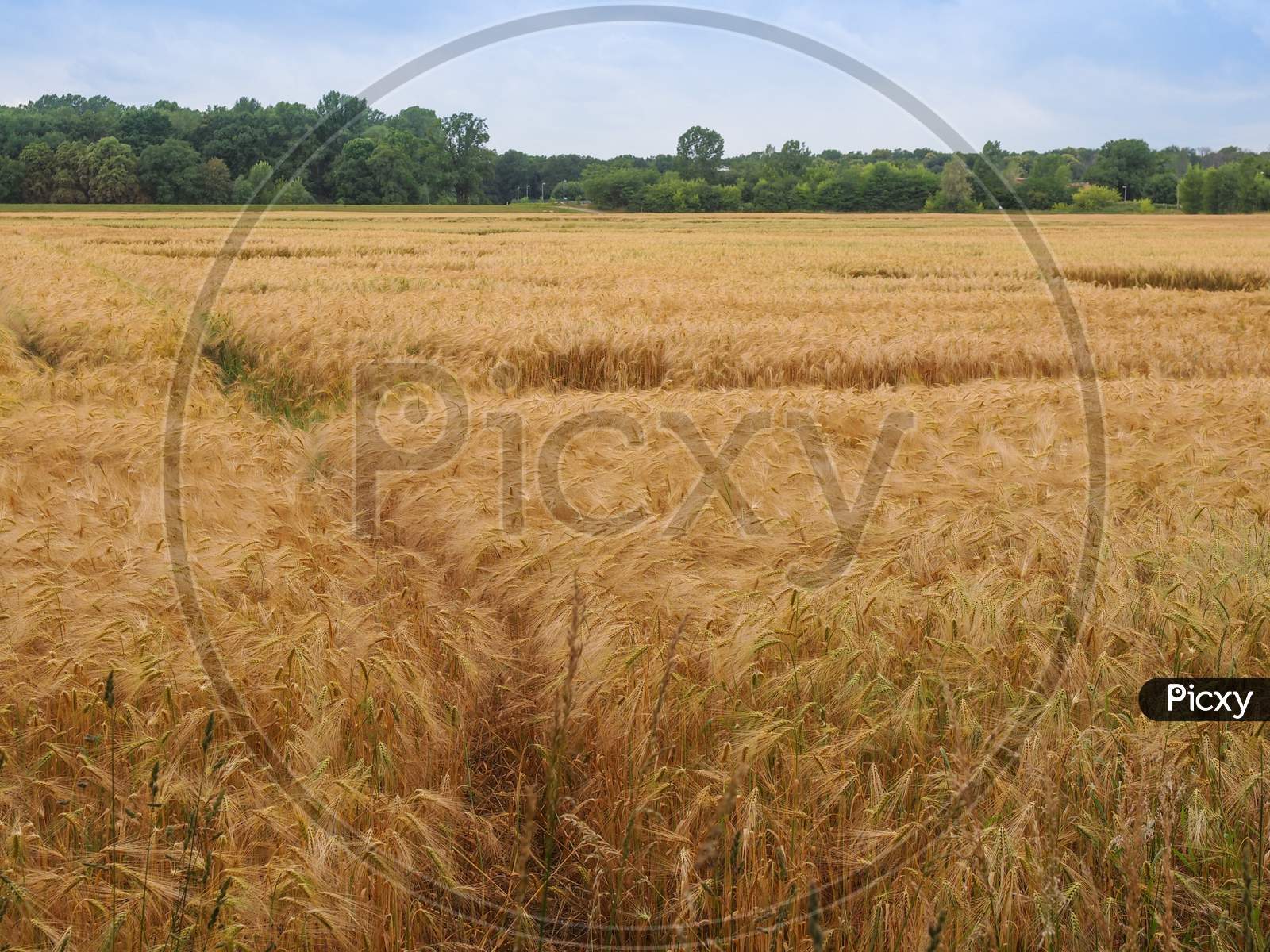 Barley Corn Field