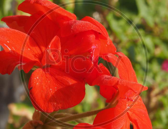 Geranium Plant (Geraniales) Red Flower