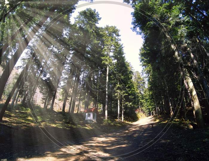 Limanowa, Poland: Dirt Pathway Road For Trekking Or Hiking To The Mountains In The Forest Surrounded With Tall Trees, Beautiful View On Bright Sun Rays Penetrate Tree Trunks, Amazing Autumn Nature