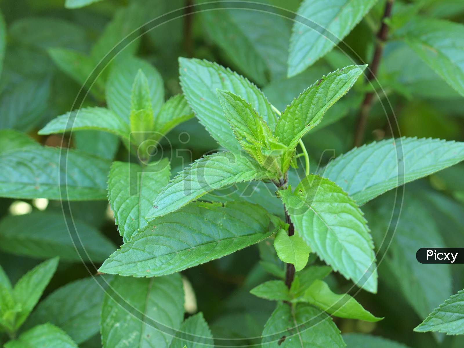 Peppermint Plant (Mentha Piperita)