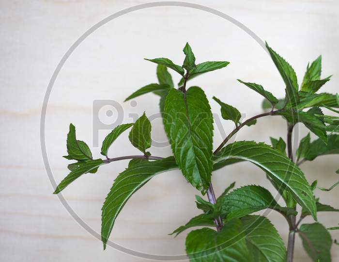 Peppermint Plant (Mentha Piperita)