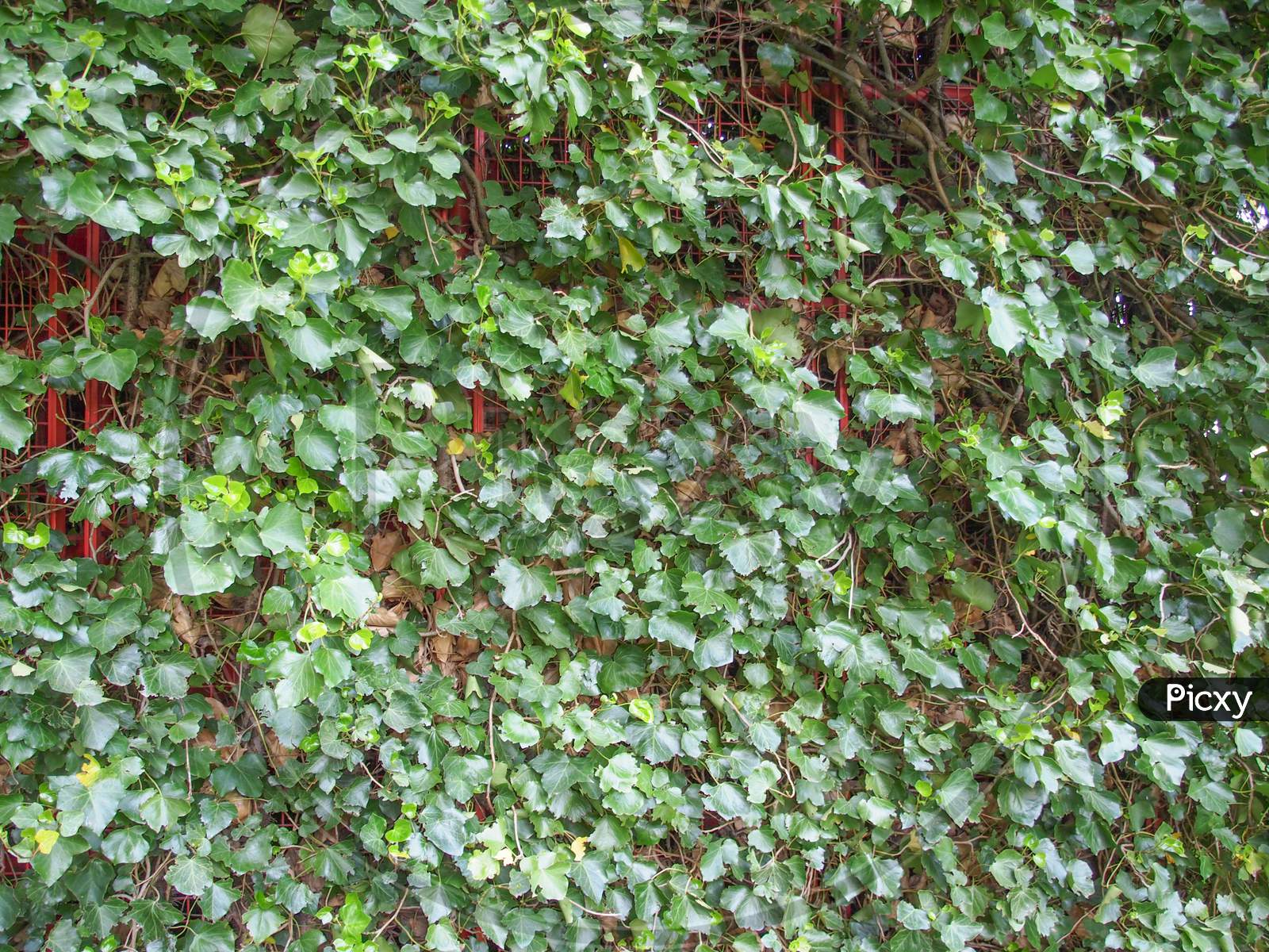Ivy Leaves Background