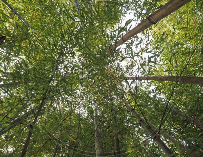 Bamboo Tree (Bambusoideae) Background