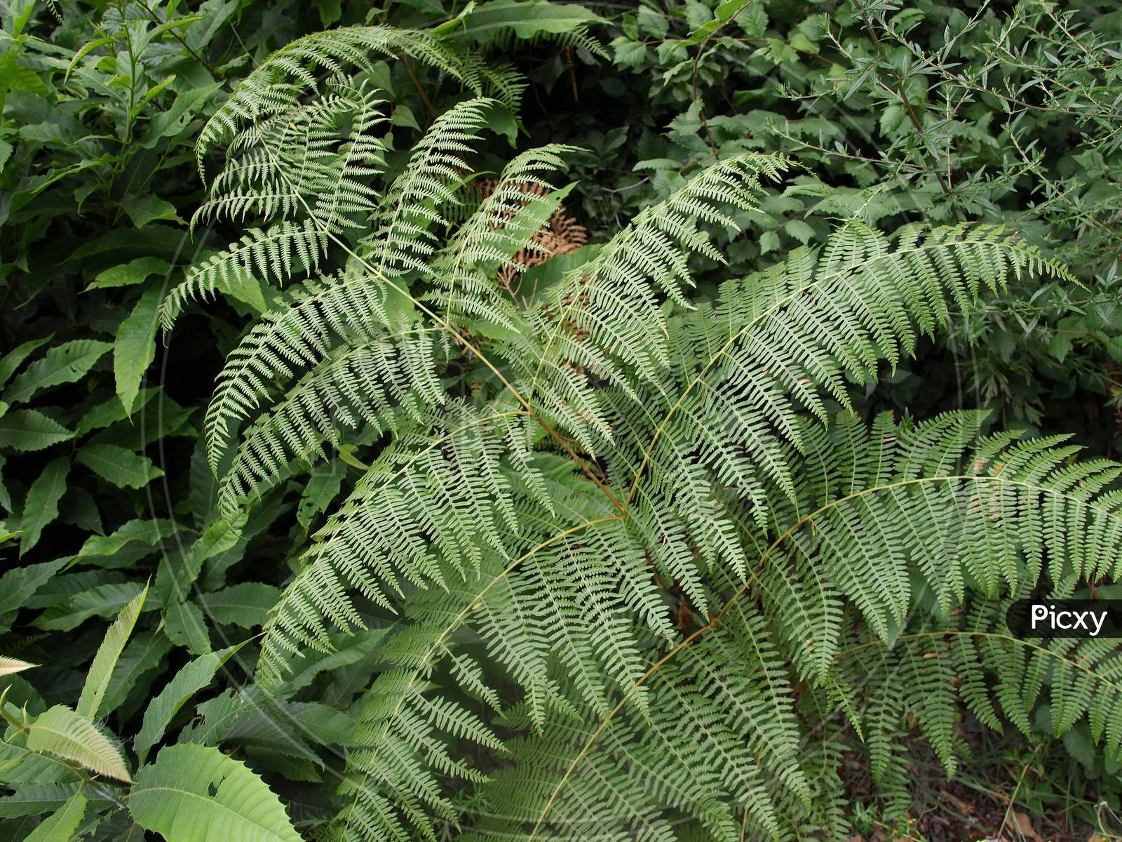 Fern Plant (Leptosporangiate) Leaves