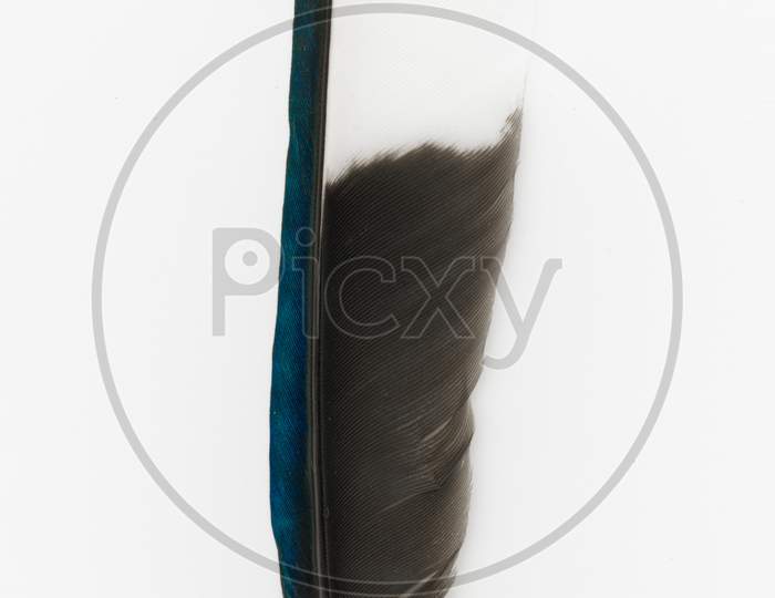 Eurasian Magpie Feather