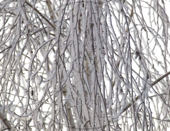 Frozen Snow On Tree